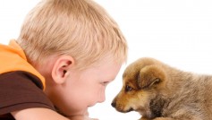 6 consejos para elegir a la mascota ideal